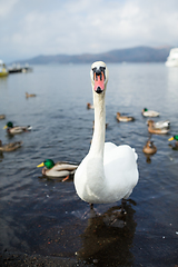 Image showing Swan with ducks swimming in the water