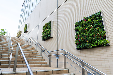 Image showing Green plant on the wall