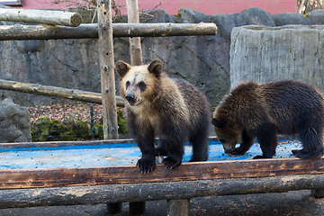 Image showing Young bear at zoo