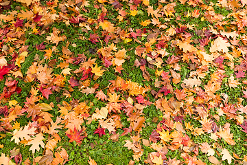 Image showing Maple leaves on the ground