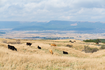 Image showing Crows in farm field