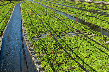 Image showing Green wasabi field