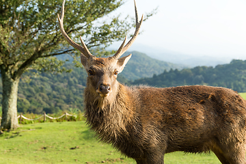 Image showing Stag deer close up