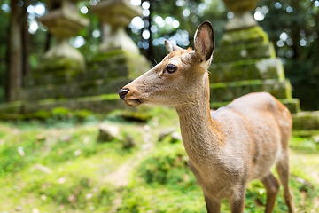 Image showing Deer in japanese temple
