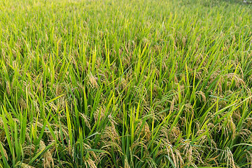 Image showing Paddy Rice field