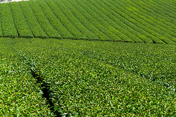 Image showing Tea Plantation