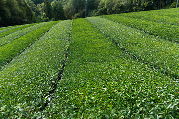 Image showing Green tea plantation