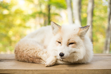 Image showing Sleepy fox