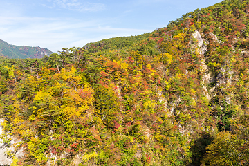 Image showing Naruko Gorge in autumn