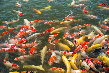Image showing Koi fish in the pond