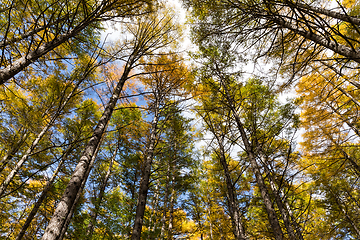 Image showing Forest in Autumn