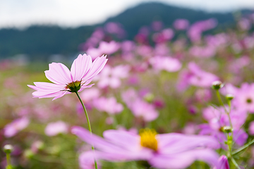 Image showing Purple Cosmos flower meadow 