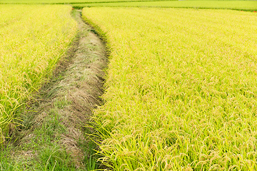 Image showing Paddy rice field