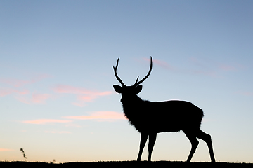 Image showing Silhouette of deer 