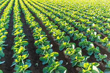 Image showing Green Lettuce farm
