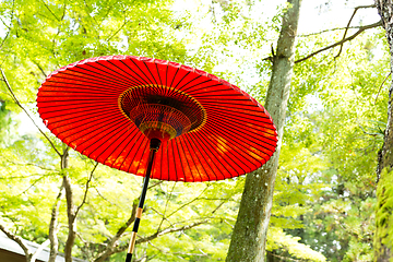 Image showing Traditional umbrella with green tree