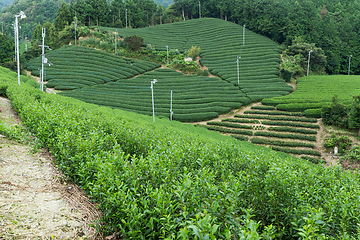 Image showing Tea meadow