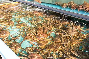 Image showing Fresh snow crab in fish market