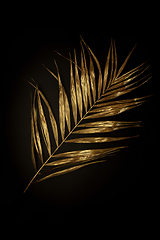 Image showing Golden plant leaf on a black background, stylish minimalistic composition with copyspace