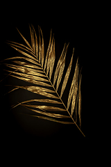 Image showing Golden plant leaf on a black background, stylish minimalistic composition with copyspace