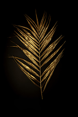 Image showing Golden plant leaf on a black background, stylish minimalistic composition with copyspace