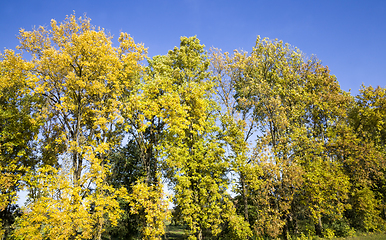 Image showing autumn trees