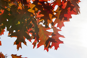 Image showing red maple leaves