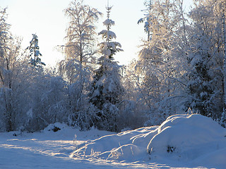 Image showing Winter  in Sweden