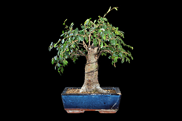 Image showing chinese elm bonsai isolated on dark