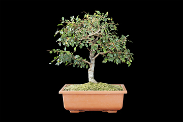 Image showing chinese elm bonsai on training pot