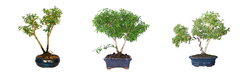 Image showing young japanese boxthorn bonsai over white