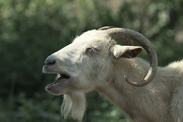 Image showing portrait of an angry goat