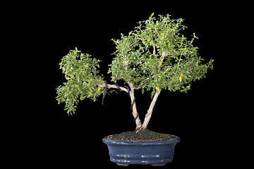 Image showing Serissa japonica bonsai planted in ceramic pot