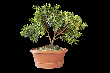Image showing young azalea bonsai