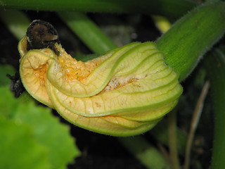 Image showing Squash