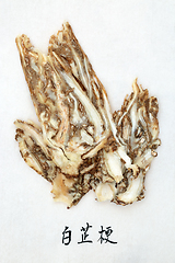 Image showing Angelica Root  