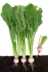 Image showing Immune Boosting Turnip Plants Growing in Earth  