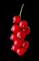 Image showing fresh redcurrant berries