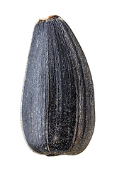 Image showing sunflower seed macro