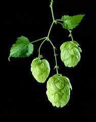 Image showing hop plant cones macro