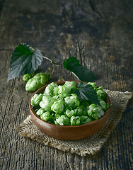 Image showing bowl of fresh green hop plant cones