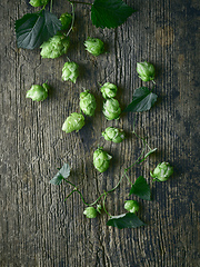 Image showing fresh green hop plant cones