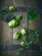 Image showing hop plant cones