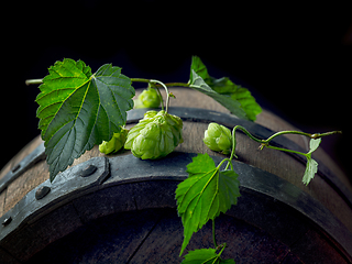 Image showing hop plant cones