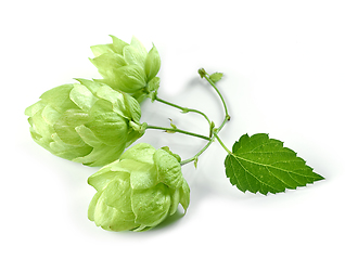 Image showing hop plant isolated