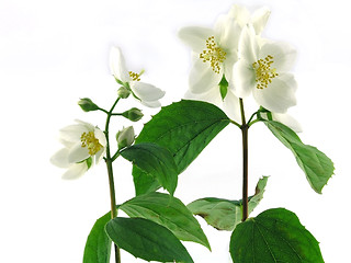 Image showing series flowers: branch of fresh jasmine