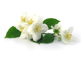 Image showing series flowers: branch of fresh jasmine