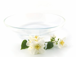 Image showing series flowers: branch of fresh jasmine