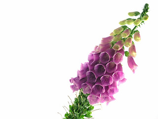 Image showing foxglove