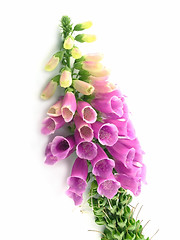 Image showing foxglove